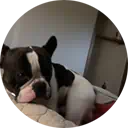 picture of a bulldog peepin at you from a bed